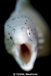 taken with Canon 400D/Hugyfot housing by Patrick Neumann 